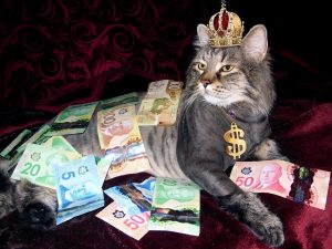 canadian money cat